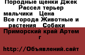 Породные щенки Джек Рассел терьер-мальчики › Цена ­ 40 000 - Все города Животные и растения » Собаки   . Приморский край,Артем г.